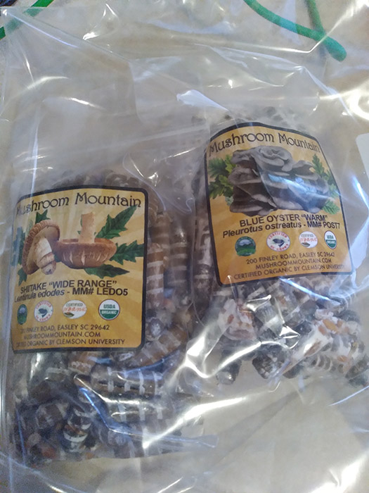 grow-mushrooms-indoors-plug-spawn